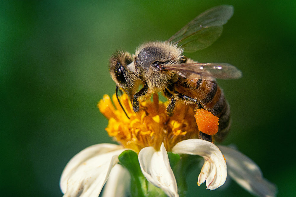 Honey eye cream